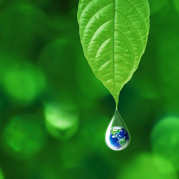 Healthy green leaf with droplet of water suspending from the tip of the leaf.